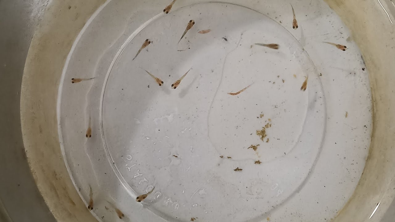 Como cuidar dos alevinos/ filhotes de guppy, Nasceram os guppys e agora