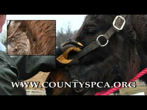 Schenectady County SPCA - Report Animal Abuse, Cruelty, and Neglect PSA