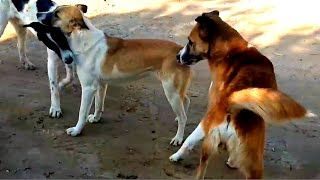 Mating Behavior In Dogs Involves Males Competing For A Single Female.