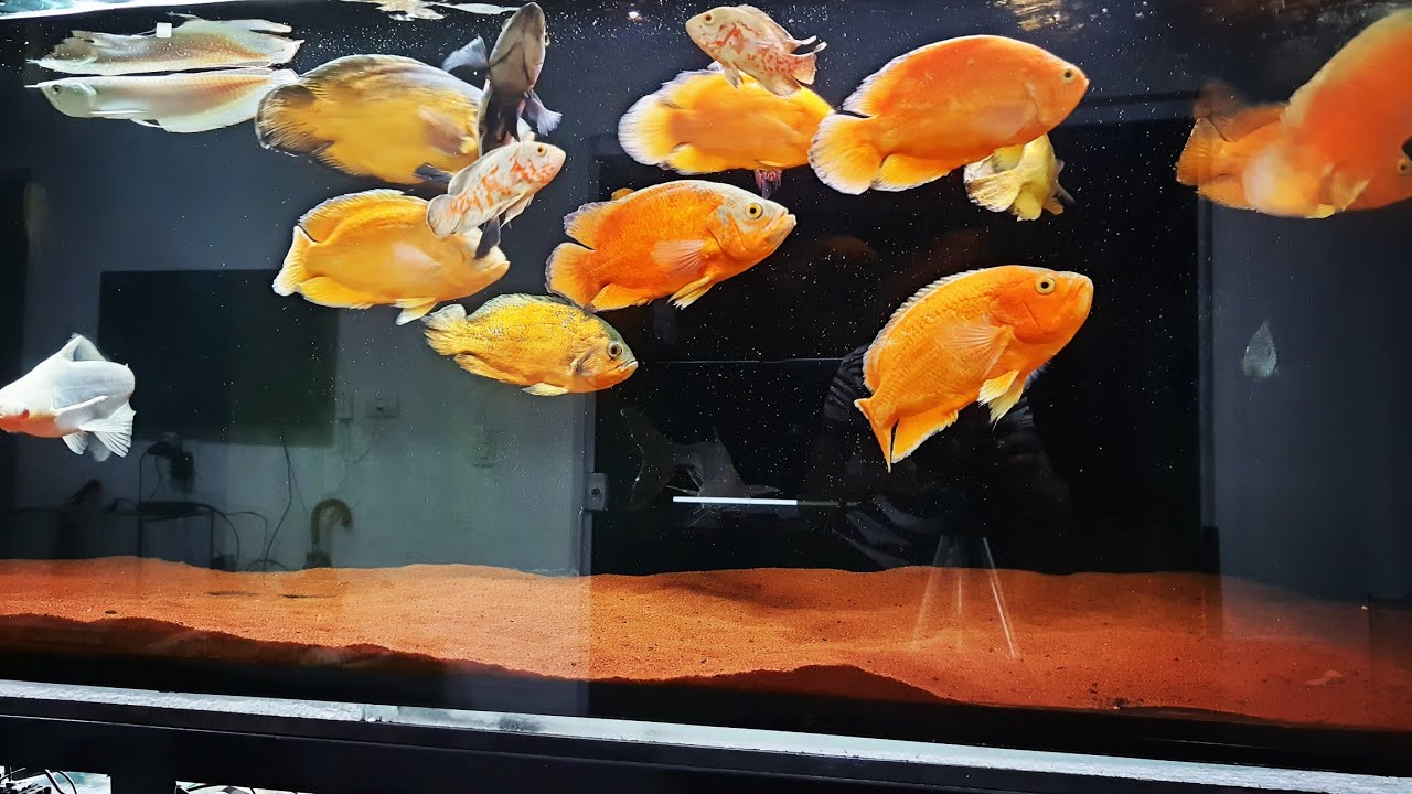 Comprei alguns oscar no RJ