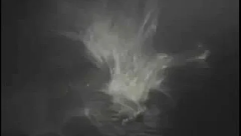 Outwest Farms Florida Hunting Outfitters, Alligator, Hog