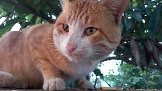 Street cat eating cat food | Feeding cats by My street cats 148 views 1 year ago 4 minutes, 55 seconds