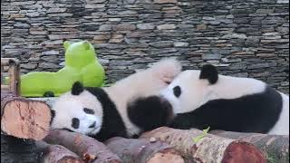 蹬鼻子上脸的灿阳【Panda：♀璨璨Can Can、♂灿阳Can Yang】#大熊猫 #cute #panda #shorts cr：🐼🐶麦嘎嘎麦