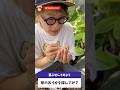 茎伏せ 芽のありかを探してみてね #観葉植物