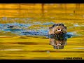 Buffalo River Arkansas River Otter Footage