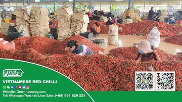 chilli pepper for export (Harvest/ Packing/Export)