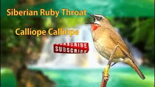 Masteran Suara Burung Berkecet Leher Merah | Siberian Ruby Throat | #kicaumania #kicau  #burungkicau