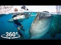 Swim With The Biggest Fish In The Ocean | VR 360 | Seven Worlds, One Planet