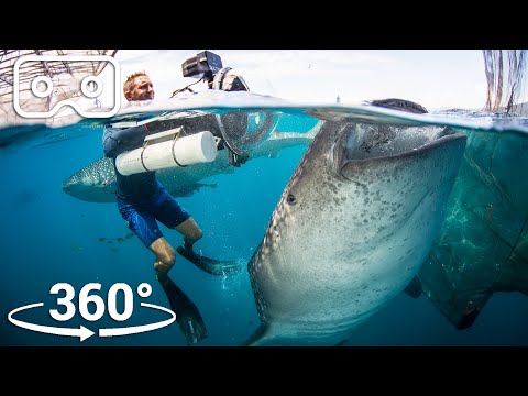 Video Swim With The Biggest Fish In The Ocean | VR 360 | Seven Worlds, One Planet