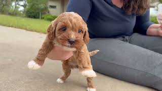 Can I teach a 4 week old puppy to sit?