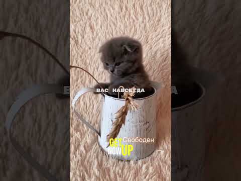 Котики привязываются к людям, больше чем собаки #мотивация #саморазвитие #котики