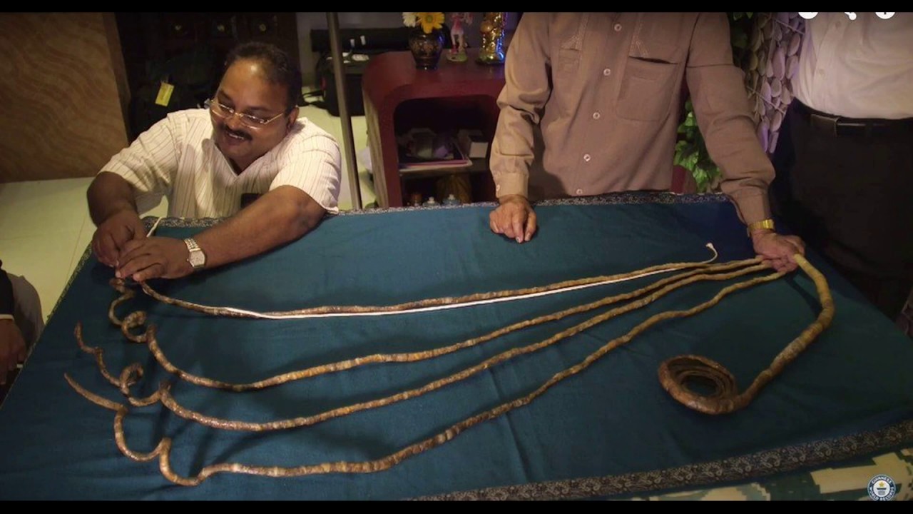 Самое дли. Шридхар Чиллал ногти. Самые длинные ногти в мире Шридхар Чиллал. Рекорд Гиннесса самые длинные ногти. Шридхар Чиллал ногти длина.