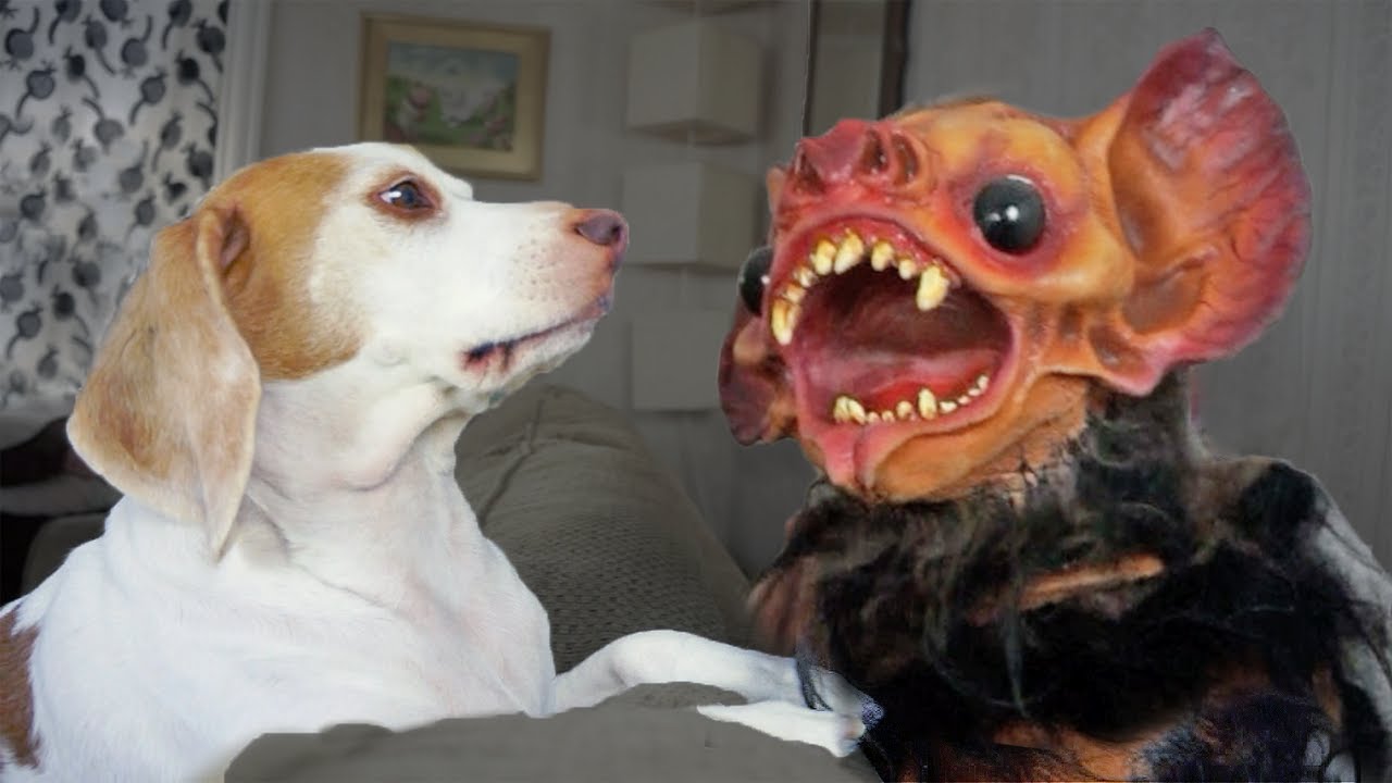 Zombie Bat Attacks Cute Dog Maymo! - YouTube