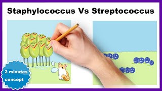 Staphylococcus vs Streptococcus (How to differentiate)