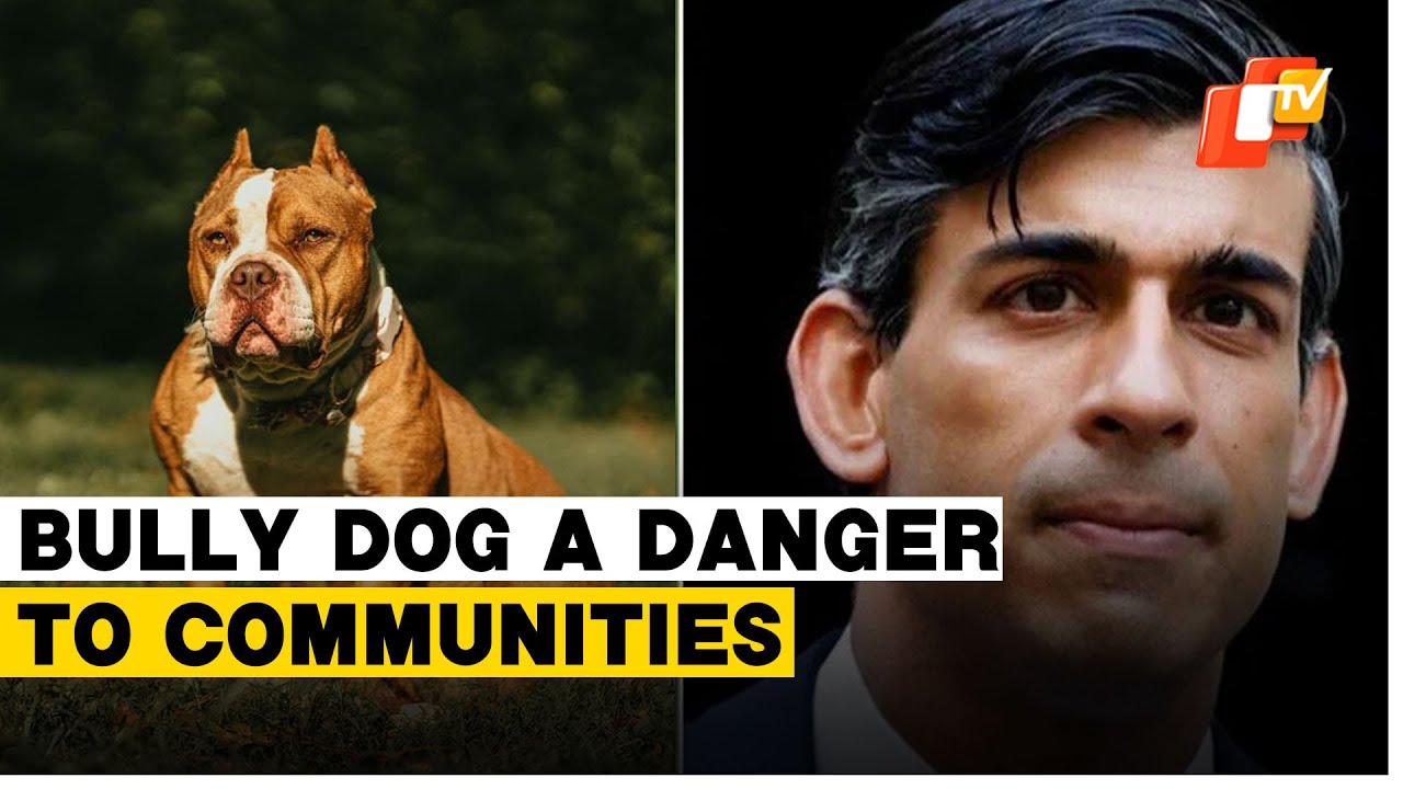 Rishi Sunak to Ban 'American Bully XL' Dogs in the U.K. - The New