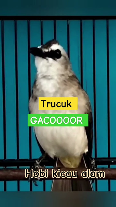 Trucuk GACOOOOR #muraibatu #trucukan #trucukngebren