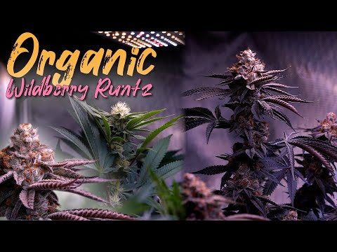 HOW TO FLOWER & FEED ORGANIC WEED EASILY ( SLOW RELEASE SUPER SOIL ) WILDBERRY RUNTZ | EPISODE 3