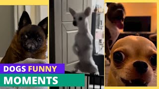 Try Not To Laugh 😂 Funny Dogs Compilation 2026
