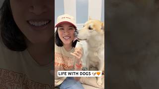 want some more 🐶🧡 #trend #cute #dogsofyoutube #shelterdog #tiktok