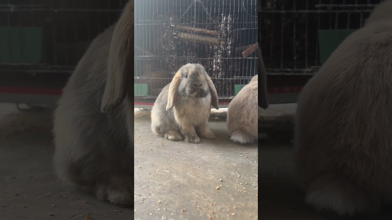 Soft ears, twitchy nose, and a heart full of love! 