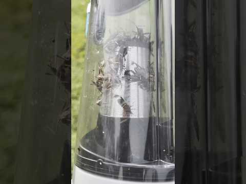 ERADICATE LEAF FOOTED BUGS, STINK BUGS AND MORE WITH THIS COMMON HOUSEHOLD TOOL‼️‼️