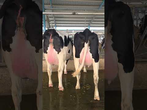 Beautiful Holstein Friesian heifers # Close up management #cow #australia 