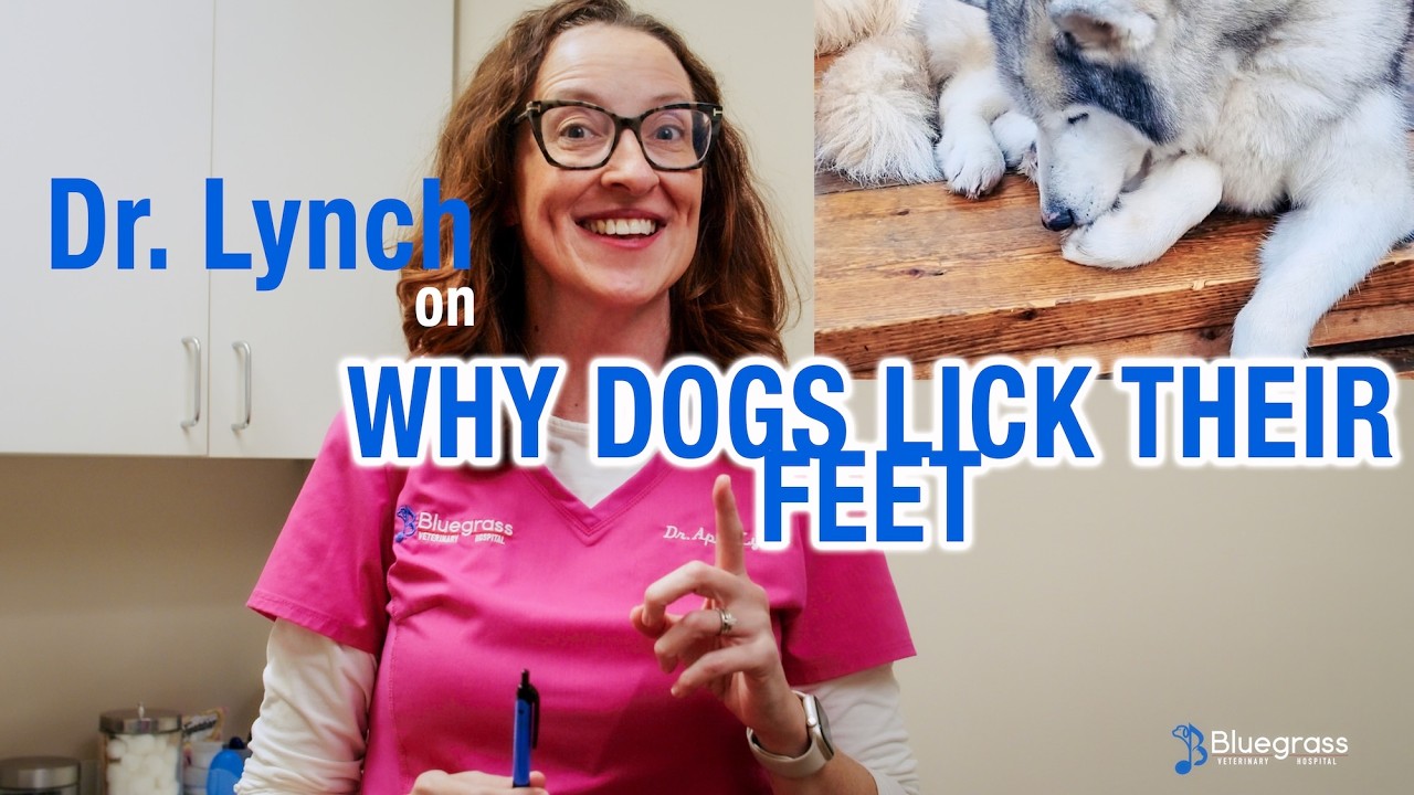 Почему моя собака лижет лапы? (3 распространенные причины)