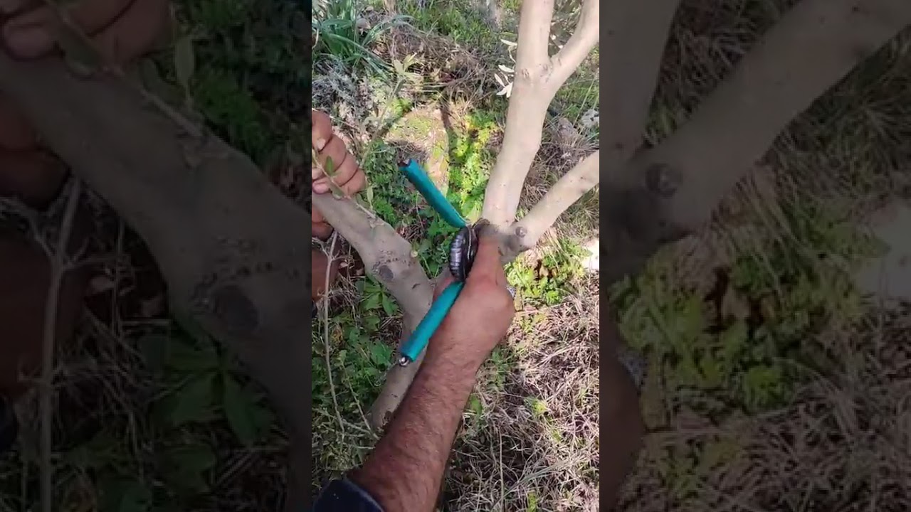 ZEYTİN AĞACINDA GOBLE BUDAMA VE GELECEGE YÖNELİK VERİM BUDAMASI