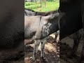 PUNDA HAVUTII ILA ANAISHI NA WATU NA PUNDAMILIA ANAYEVUTIA ANAISHI PORINI JIFUNZE 