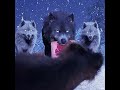  save the poor sled dogs straydogs dog wolf animalrescue