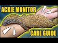 v3.0 | The Best Beginner Monitor? | Comprehensive Ackie Monitor Care Guide