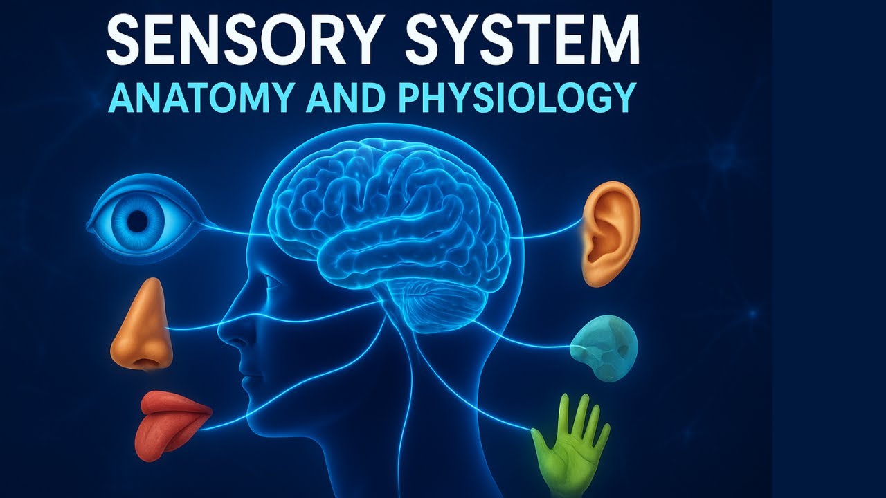 Sensory System Anatomy and Physiology (Your Senses, Explained in 10 Minutes!)