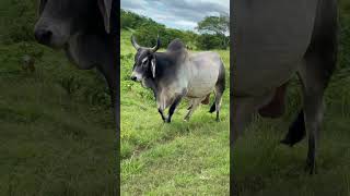 Touro Guzera zebu da GUZERÁ LF - RACIONAL-A🏆 #shorts
