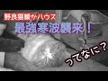 [番外編]野良猫ハウス#7 命に関わる最強寒波の襲来も余裕で寝る野良猫がこちらです