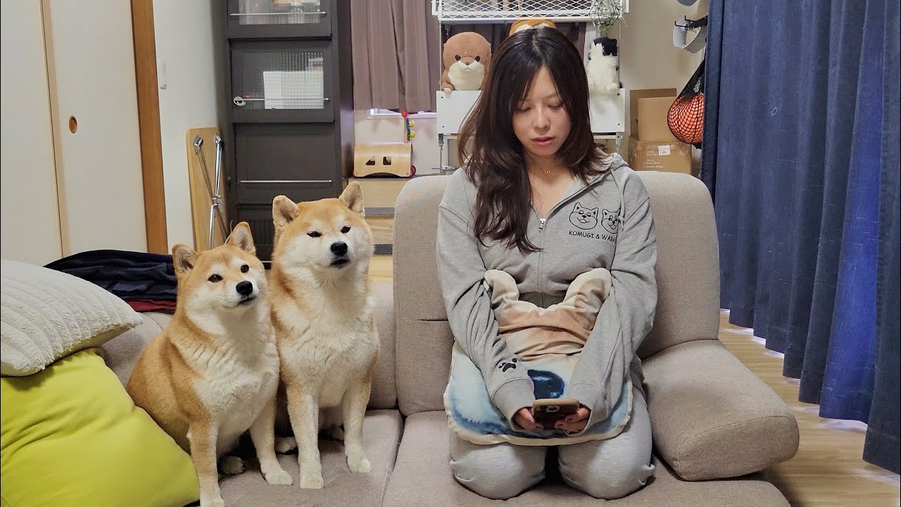 こむぎママお値下げ Report] There is a report from the Shiba Inu Komugissu Channel