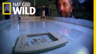 Antzilla - Tracking Ants | Wild Showcase