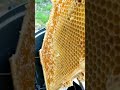 How beekeepers are (not) processing the honey 🍯
