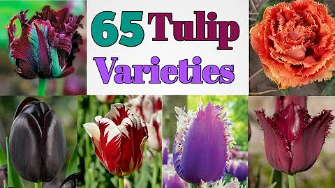 65 Beautiful Tulip Varieties with Names | Tulip Plant Varieties l Plant and Planting - DayDayNews