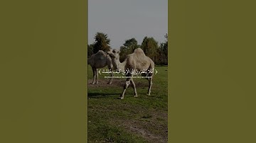 قال الله تعالى:  فِي جَنَّةٍ عَالِيَةٍ ۝ لَا تَسْمَعُ فِيهَا لَاغِيَةً ۝  [سورة الغاشية:8-16].