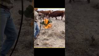 Why Are Cactus Burned 🤢#shorts