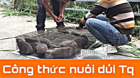 Dúi trung quốc | Dúi mốc đại | Khách bắt dúi giống ngay cả ngày nghỉ lễ 🥰 | Chuột Tre 360