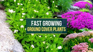 Fast Growing Ground Cover Plants to Transform Your Yard ✅ Instant Garden Makeover Top 7 Fast Growing Ground Covers To Transform Your Yard