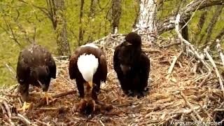 Aguila calva, RIP valientes halcones (imágenes muy duras)