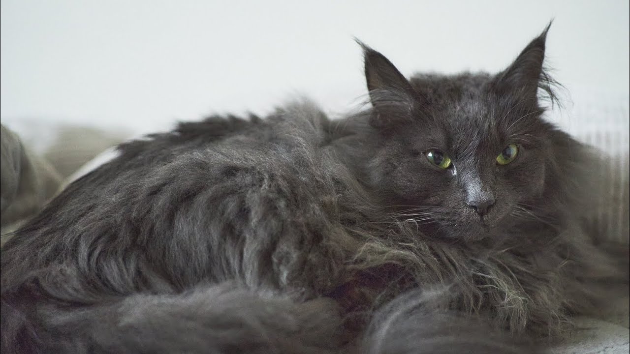 猫 もふもふまっくろくろすけがカーテンの中に Youtube 猫 もふもふまっくろくろすけがカーテンの中に Youtube