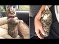 Best Kittens Videos - Am I So Cute? | Ep. #19
