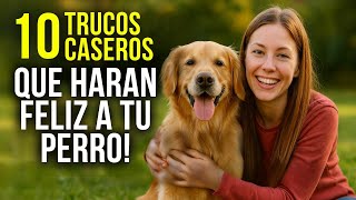 10 trucos caseros para hacer feliz a tu perro hoy mismo