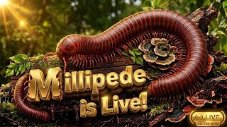 Millipede is live!!😱🍉🥰 #millipede #animals #live #livestream #shortsfeed