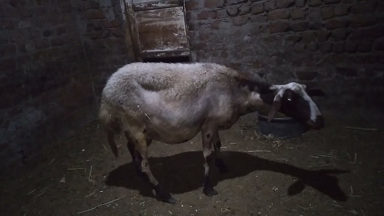 ازاى نعرف إن النعجه هتولد الجزء الاول