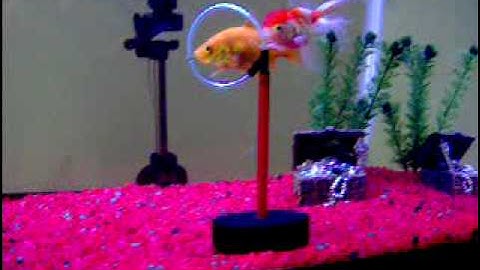 Two Trained Goldfish Swimming Through Hoop!