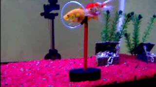 Two Trained Goldfish Swimming Through Hoop!